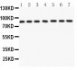 Anti-AIF Picoband Antibody