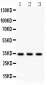 Anti-Caspase-7 Picoband Antibody