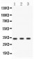 Anti-Cyclin D1 Picoband Antibody