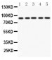 Anti-CD36/SR-B3 Antibody