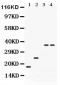 Anti-PLN Picoband Antibody