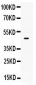 Anti-PTEN Picoband Antibody