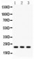 Anti-Syndecan-4/SDC4 Antibody