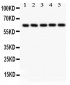 Anti-SHC Picoband Antibody