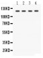 Anti-SLC12A1 Picoband Antibody