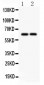 Anti-SLC22A2 Picoband Antibody