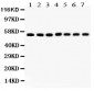 Anti-SMAD1 Picoband Antibody