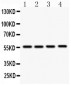 Anti-Smad3 Picoband Antibody