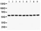 Anti-Smad4 Picoband Antibody