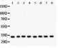 Anti-SMN1/2 Picoband Antibody