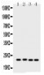 Anti-SOCS2 Picoband Antibody