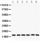 Anti-SOD1 Picoband Antibody