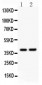 Anti-SOX1 Picoband Antibody