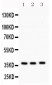 Anti-Syntaxin 1A Picoband Antibody