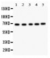 Anti-ACHE Picoband Antibody