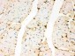 Anti-Annexin A3 Picoband Antibody