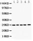 Anti-APH1a Picoband Antibody