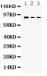 Anti-Ataxin 1 Picoband Antibody