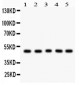 Anti-Cyclin A2 Picoband Antibody