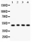 Anti-CtBP1 Picoband Antibody