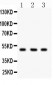 Anti-CTBP2 Picoband Antibody