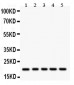 Anti-Rac1 Picoband Antibody
