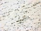 Anti-RUNX3 Picoband Antibody