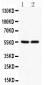 Anti-SLC2A1 Picoband Antibody