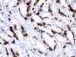 Anti-Band 3 Picoband Antibody