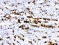Anti-Band 3 Picoband Antibody