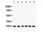 Anti-mtTFA Picoband Antibody