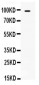 Anti-TLR5 Picoband Antibody