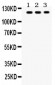 Anti-TLR7 Picoband Antibody