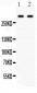 Anti-Versican Picoband Antibody