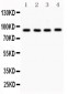 Anti-VCP Picoband Antibody