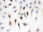 Anti-WASP Picoband Antibody