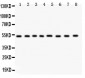 Anti-WASP Picoband Antibody