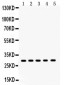 Anti-XBP1 Picoband Antibody