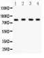 Anti-Ku80 Picoband Antibody