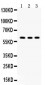 Anti-Yes1 Picoband Antibody