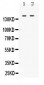 Anti-c Abl Picoband Antibody