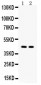 Anti-Aquaporin 4 Picoband Antibody