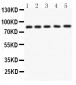 Anti-APLP1 Picoband Antibody