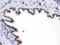 Anti-ARSA Picoband Antibody