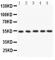 Anti-ARSA Picoband Antibody