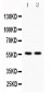 Anti-KIAA0652 Picoband Antibody