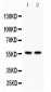 Anti-KIAA0652 Picoband Antibody