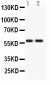 Anti-ATG14L Picoband Antibody