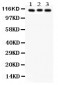 Anti-ATP1A1 Picoband Antibody