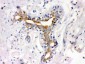 Anti-ATX2 Picoband Antibody